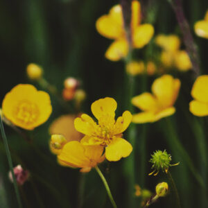 Looking at a Buttercup Through Easter Eyes