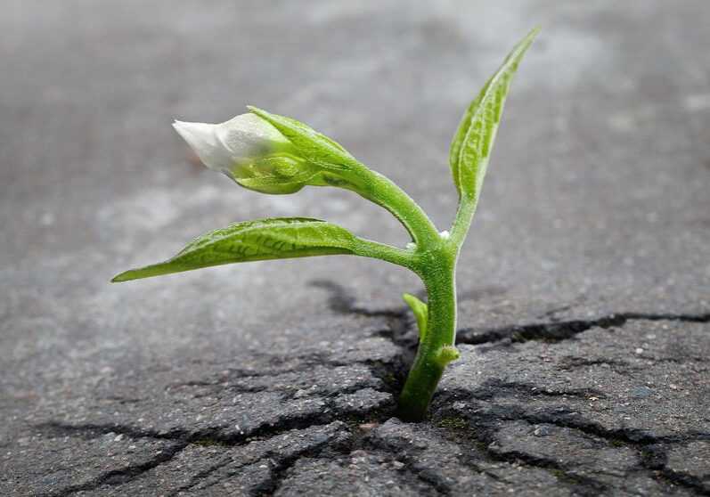 flower in sidewalk