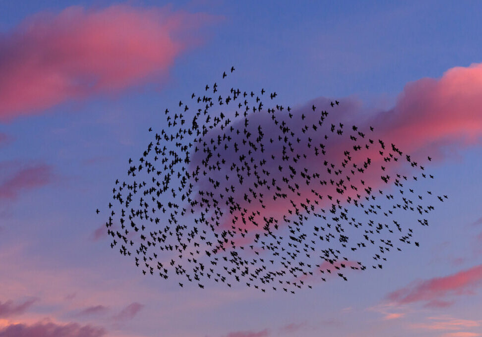 a large flock of starlings in the sunset sky