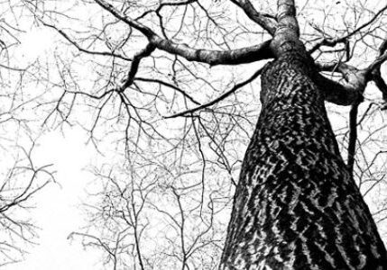 tall-tree-reaching-growing